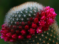 Mammillaria spinosissima subsp. pilcayensis